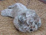 Steiff Floppy Raudi Mohair Dog 5637/17 No ID