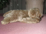 Steiff Floppy Raudi Mohair DOG 5637/17 1970s NO ID