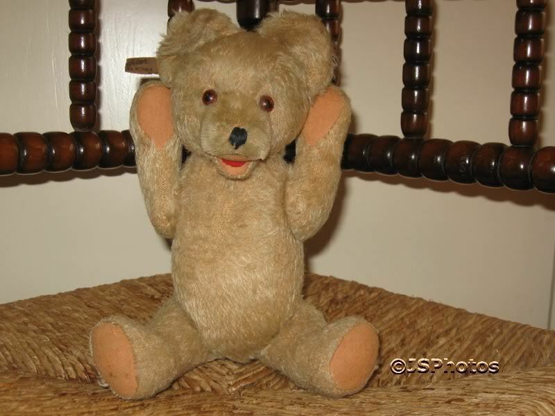 Early Vintage Steiff Jointed 11” Golden Teddy Bear No Tag Early Steiff Bear  Nice